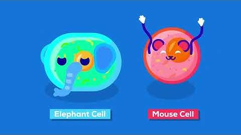 How to Make an Elephant Explode with Science