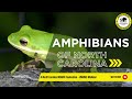Amphibians of North Carolina - North Carolina Wildlife Federation