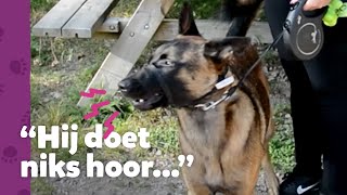 Blaffende Hootch sleurt zijn baasje overal heen! – Ron’s Honden Spreekuur