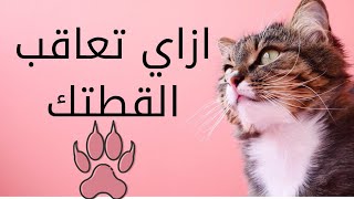 كيف تعاقب قطك – 5 أساليب إيجابية للعقاب!