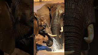 Elephant A Sunset River Bath