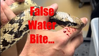 Mistaken Finger as Food! A Bite we Allowed to last 1.5 minutes. Let’s Document What Happens. by New England Reptile 4,975 views 4 days ago 42 seconds