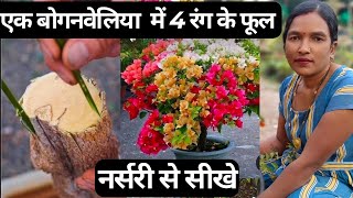 New method bougainvillea multi colour grafting. एक बोगनविलिया में 4 रंगों के फूल।