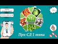 Молибден и как его динамично корректировать при СД 1 типа