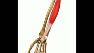 💙 FLEXOR DIGITORUM PROFUNDUS  Muscle  ANATOMY 💙
