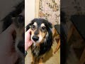 Марте сделали маникюр #собака #dog #животные