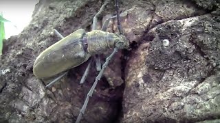 ミヤマカミキリ　カミキリムシ 　（誤：クワカミキリ）