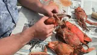 How To Pick Chesapeake Bay MD Steamed Blue Crabs