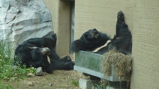 おけでくつろぐクマ話題に 札幌・円山動物園