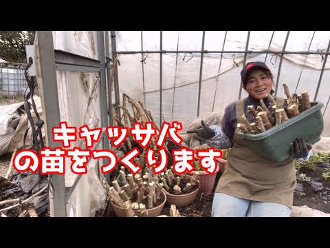キャッサバの苗２００本 キャッサバの苗200本