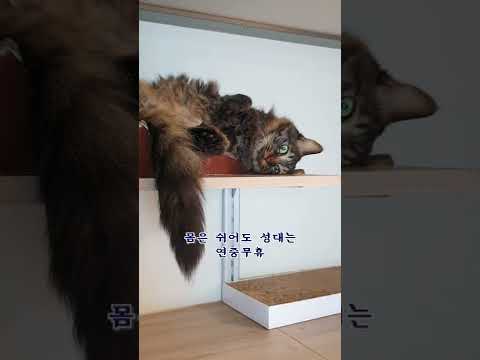 <strong>칡</strong> 중에 가장 말많은 칡ㅋㅋ 눈 마주치면 &amp;quot;앩앵!&amp;quot;해줌