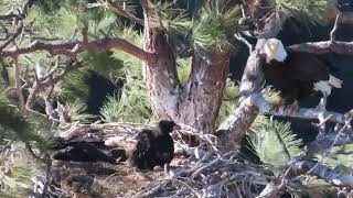 Bald Eagles Nesting – Week 8 Update (May 16, 2024) at Smith Rock State Park