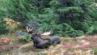 Bull moose in Powerline Pass Ak