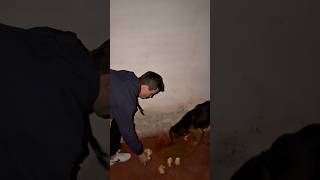 Thiago Furacao alimentando animaizinhos carentes