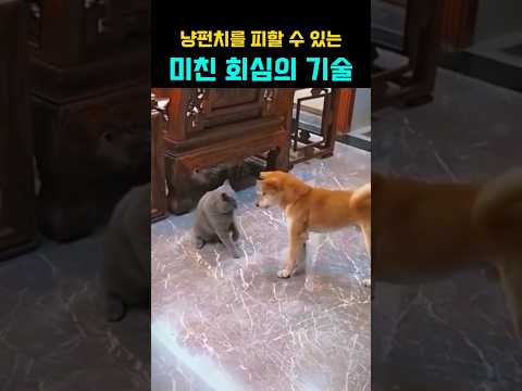 고양이 공격을 피할 완벽한 기술을 수련한 댕댕이 #강아지 #댕댕이 thumbnail