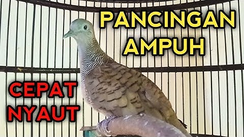 SUARA PERKUTUT BANGKOK UNTUK PANCINGAN AMPUH BIKIN PERKUTUT BANGKOK CEPAT GACOR 