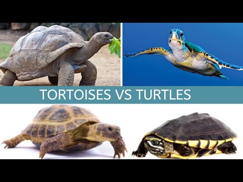 Turtles VS Tortoises || What is the difference between a turtle and a tortoise? || (Today)