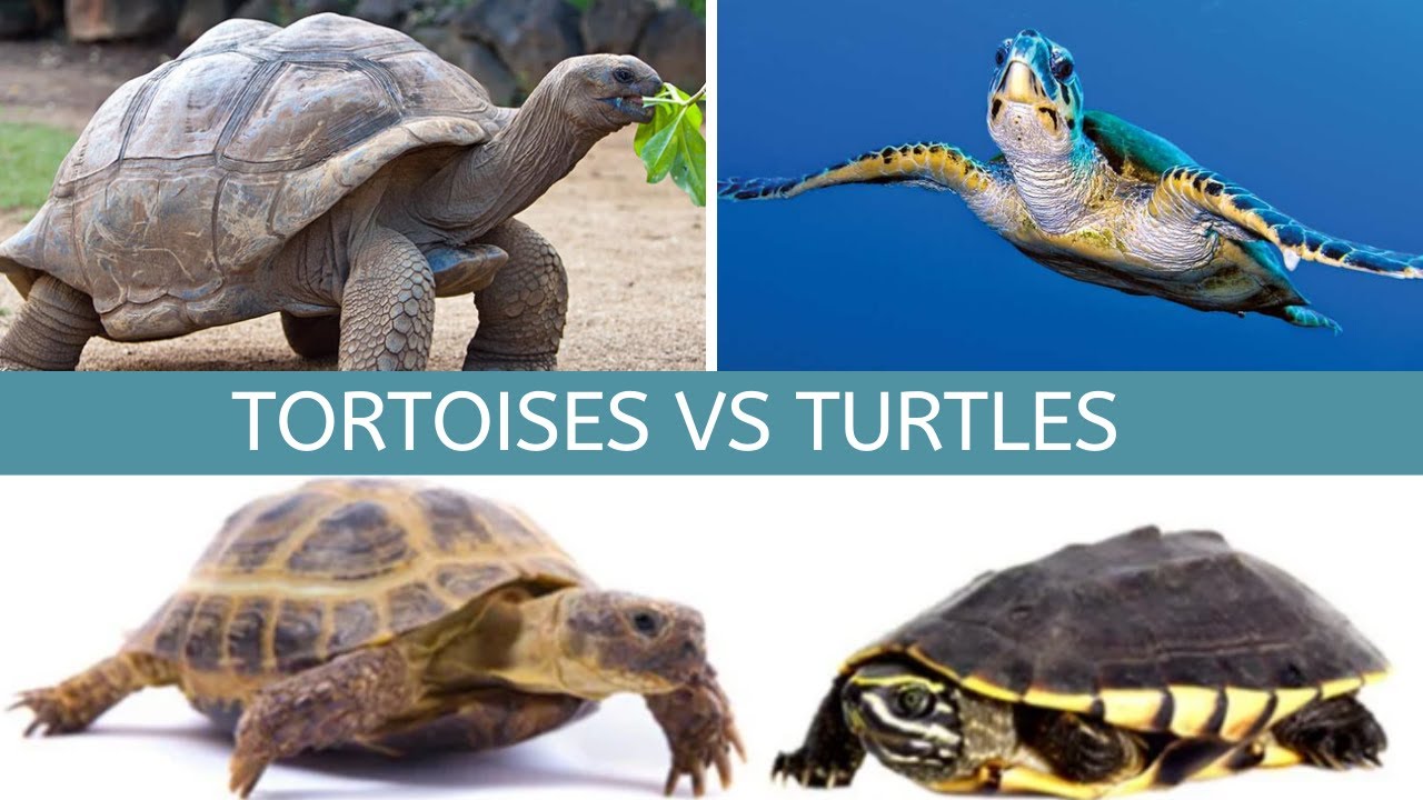 Turtles vs tortoises, Turtles vs tortoises as pets, Turtles vs