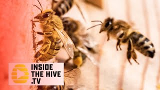 A Diversity Crisis Not Helping Honey Bees In The U.S.