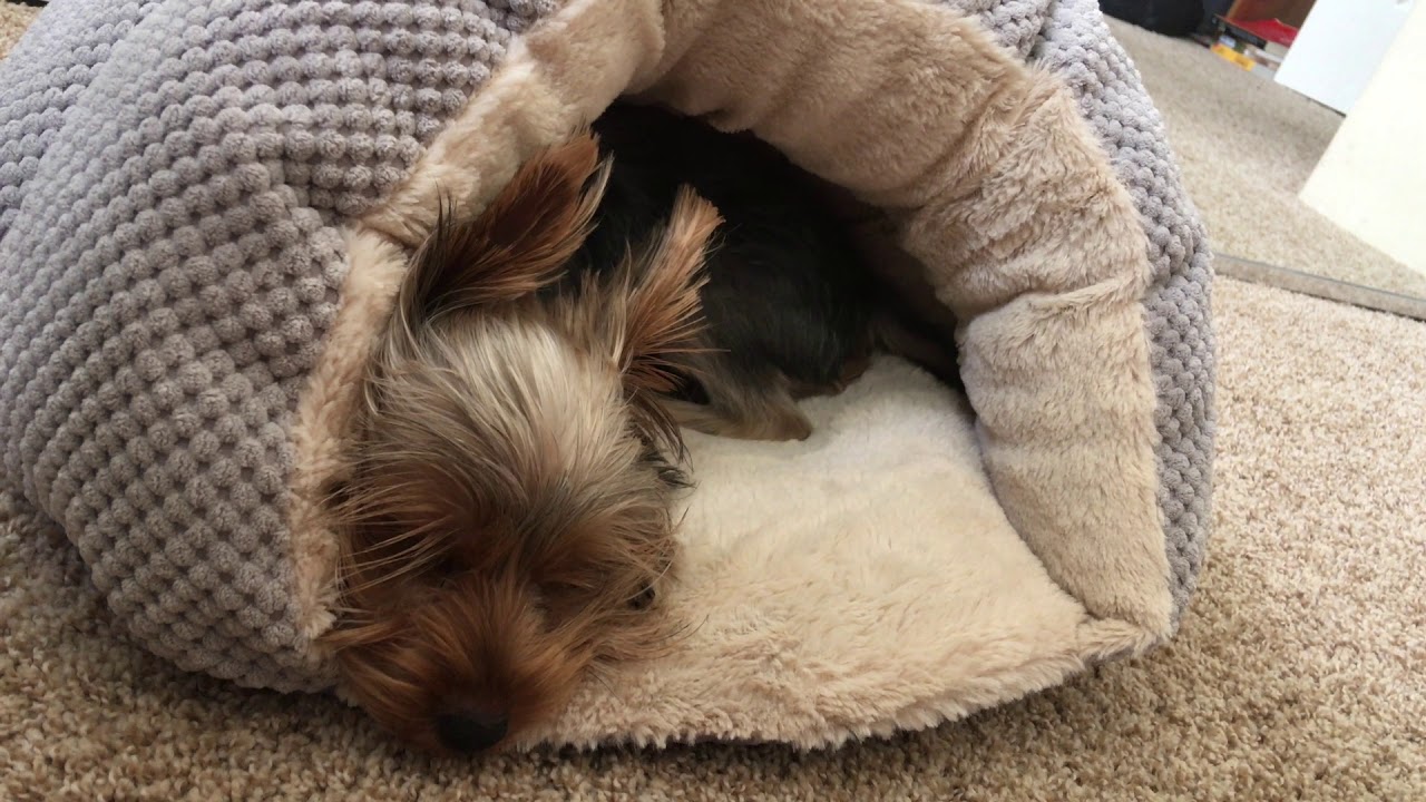 yorkie sleepin noises YouTube