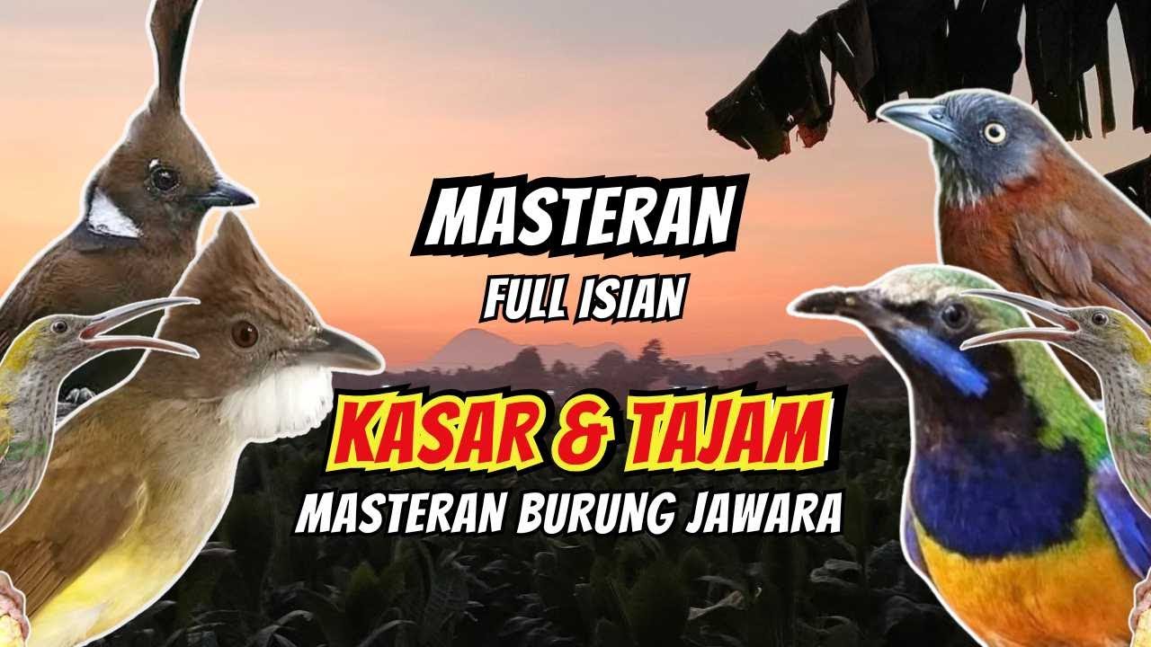 Masteran Tembakan Kasar Ampuh Mudah Ditiru Untuk Burung Fighter