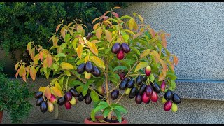 New Java Plum planting methods : ,No Skills grafting,Can You Grow a Tree with Just Kitchen Stuff ?