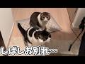 大好きな猫達と数日間、お別れすることになりました…