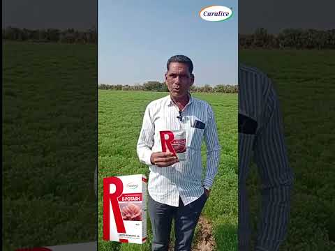 R-potash in Cumin