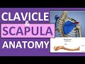 Anatomy of the Clavicle and Scapula