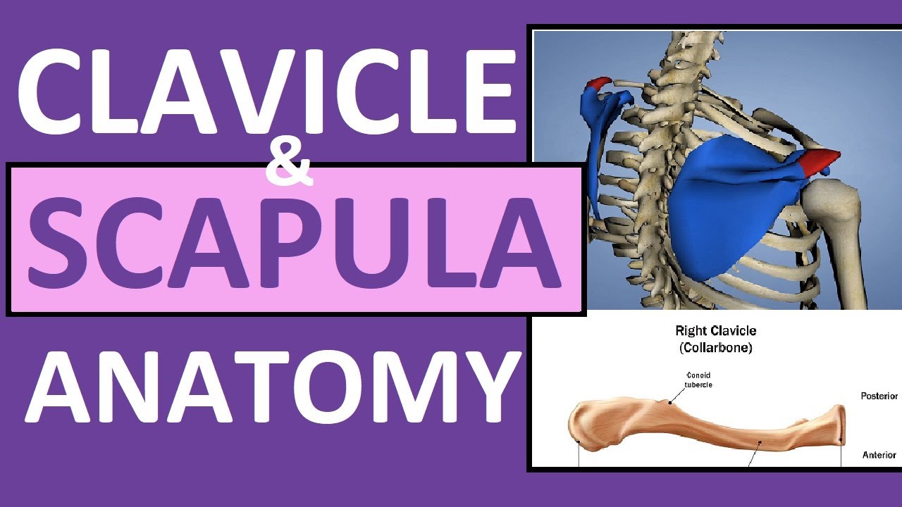 Pectoral Girdle Quiz