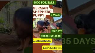 Dog for sale/German Shepherd Puppy/ 3 male/12000 to 15000/KCI Certified/Near Vazhakulam/