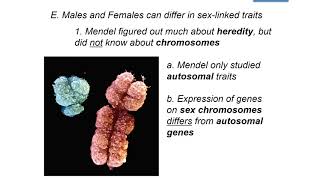 Extending Mendelian Genetics - Part 1