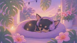 Curled Up With My Chihuahua πΆποΈ Soft Chill Music | Soft Paws