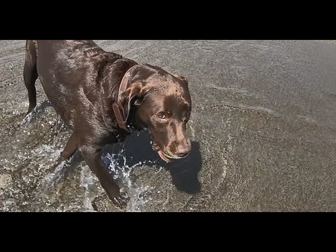 Video: Die Hond Blaf, Maar Die Karavaan Beweeg Aan: Zagitova Het Met Vrymoedigheid Gereageer Op Chen Se Kritiek