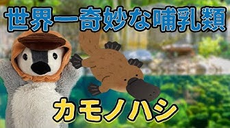 カモノハシ Youtube