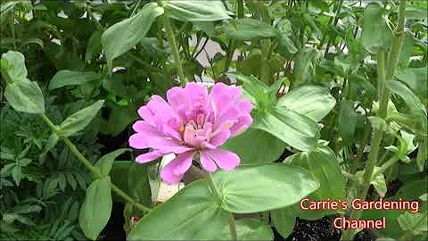 ¿Qué características tiene la Zinnia?