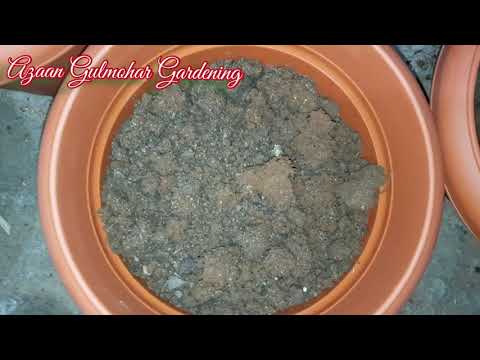 Video: Soil For Indoor Flowers: Which Soil Is Better And How To Disinfect It? What Flowers Prefer Sour Soil? Versatile And Substrate