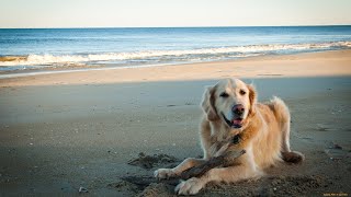 Ensuring the Future of Australian Shepherds Through Breeding for Excellence