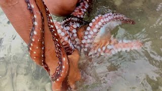 Amazing cacth 2 GIANT OCTOPUS _ Big Octopus Hunting by traditional bare handed