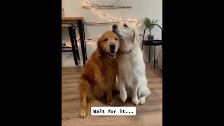 watch the precious video of two dog