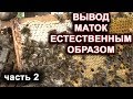 Вывод маток естественным способом. часть 2.