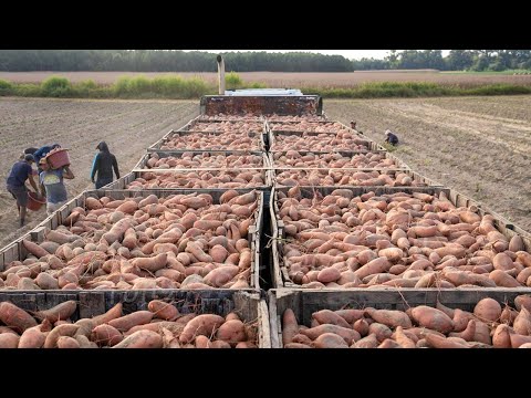 1,7 Million Tons Of Sweet Potatoes In America Are Harvested This Way - American Harvest