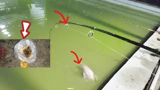 Umpan Jitu Lele Indukan, Belut Telur Sangat Ampuh Untuk Mancing Lele. , ,