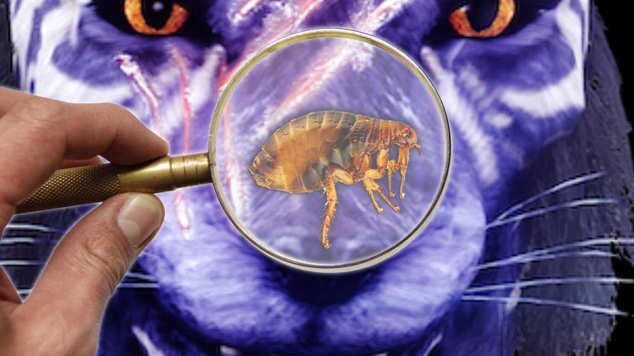 Inigo loses his fleas AND gets them back again!