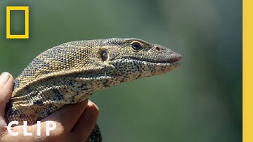 Hanging out with a monitor lizard | Primal Survivor: Extreme African Safari