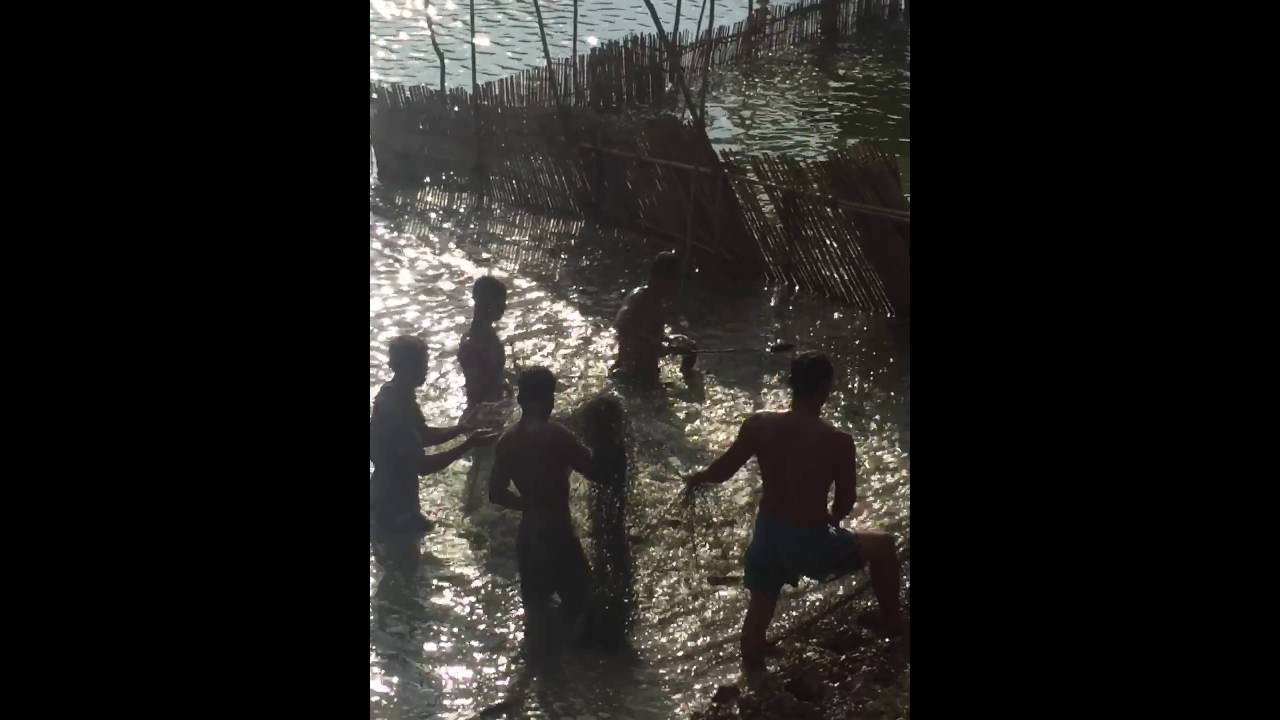 Fish harvesting in Cambodia