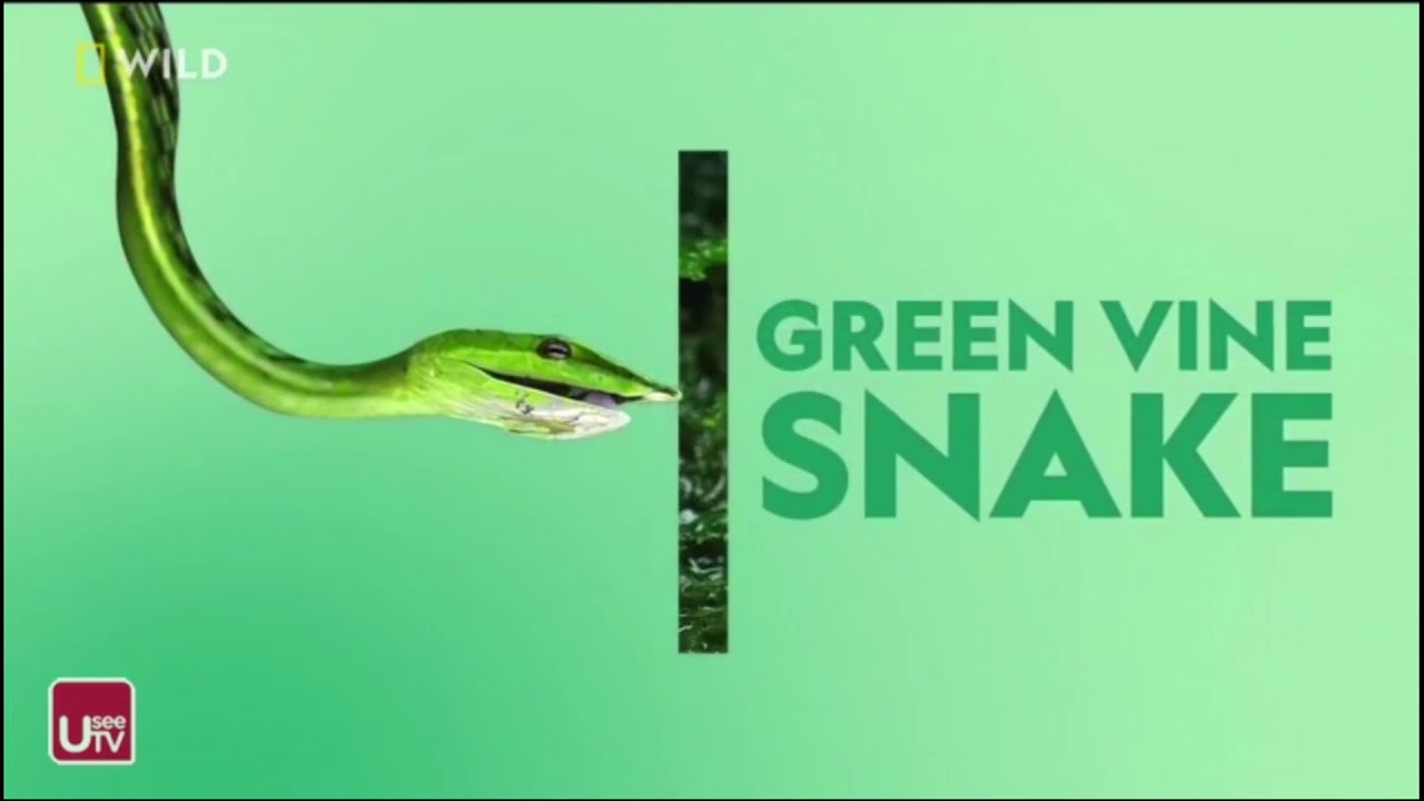 All National Geographic Wild Ident 2021