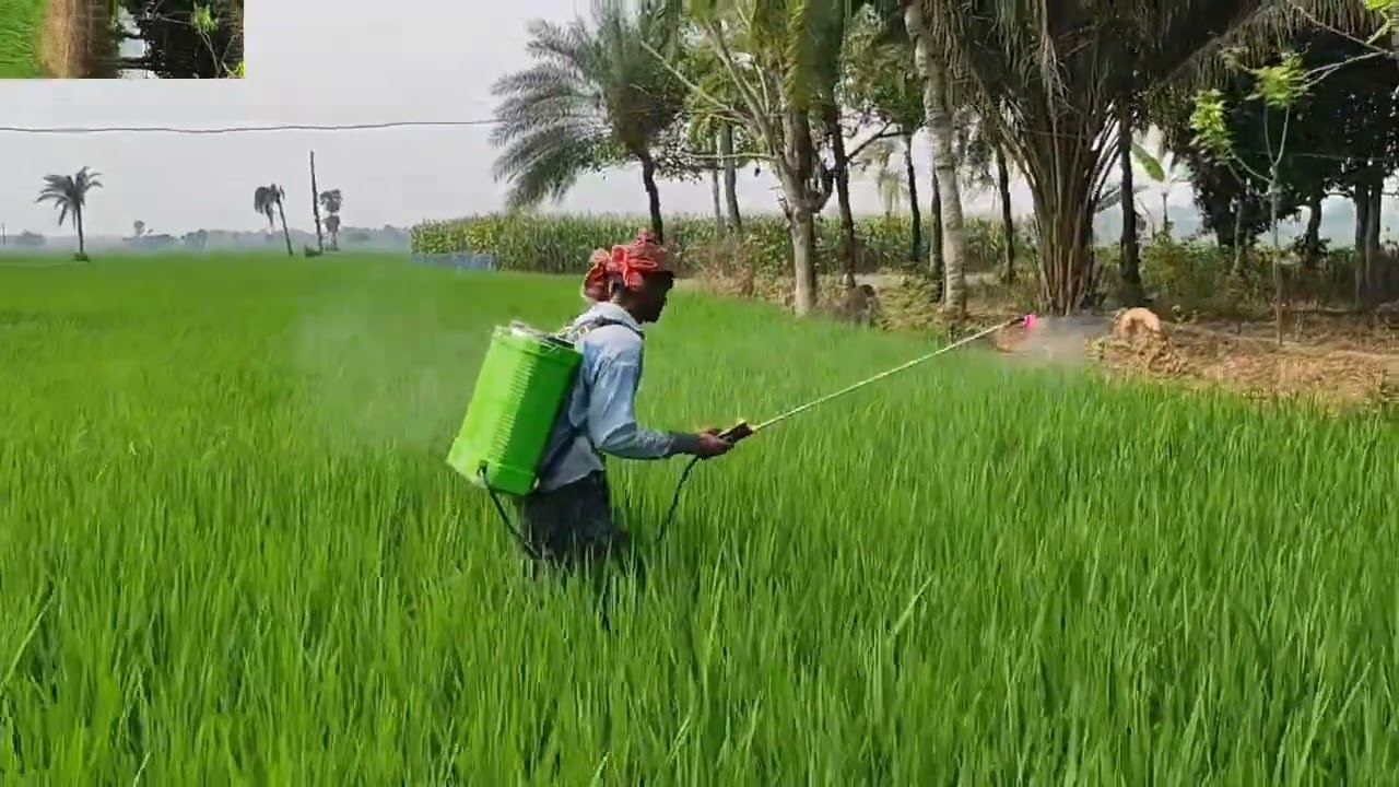 ধানের জমি তে সার স্প্রে করা হচ্ছে অল্প খরচে অধিক লাভ  এই নিয়ম # youtubevideos# 