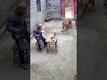 “Family’s Guardian Angel Dog”#dog #pets #shorts “ Video Content Intended for Adults”
