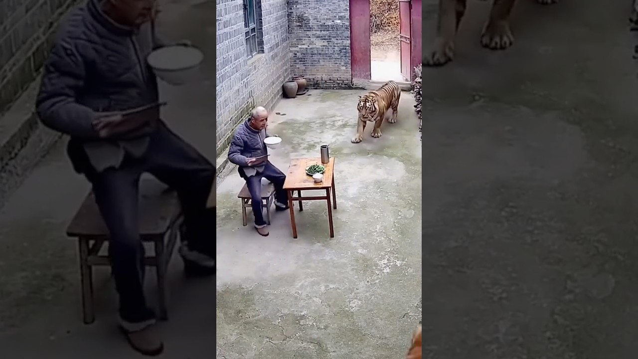 “Family’s Guardian Angel Dog”#dog #pets #shorts “ Video Content Intended for Adults”